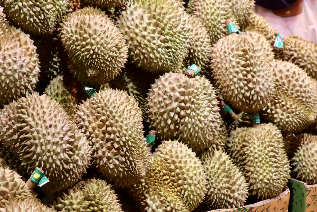 【セブ島旅行記】不安なことぜんぶ解決!持ち物・治安・物価は?絶対外さないお土産リスト ドリアン