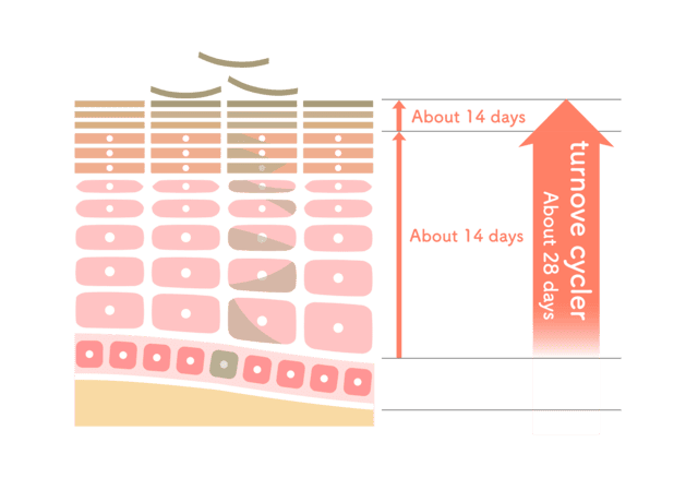 肌の新陳代謝、ターンオーバー